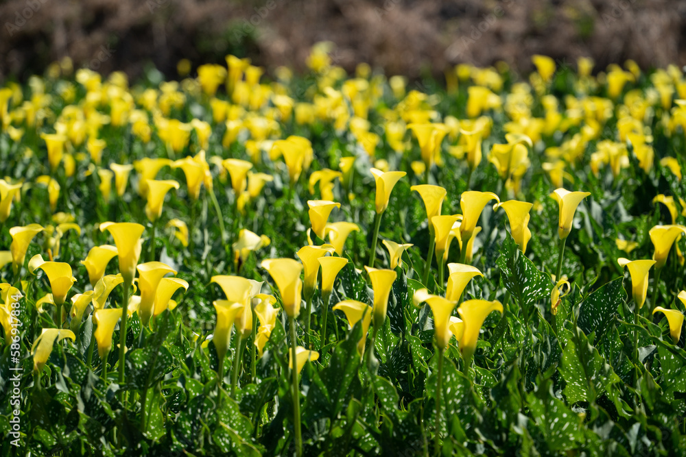 Fototapeta premium Beautiful yellow calla lily in the garden.