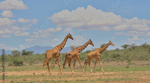 side view of a tower of three reticulated giraffes walking together in the wild savannah of buffalo springs national reserve, kenya