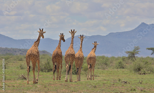 a tower of reticulated giraffe walking together with their backs showing in the wild savannah of buffalo springs national reserve, kenya, and with sky in the background