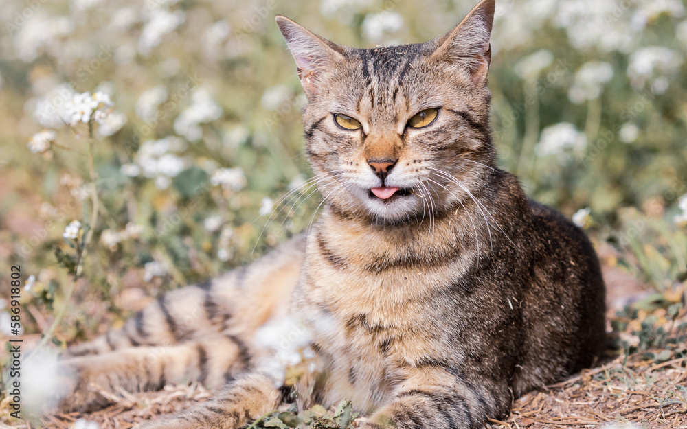 cute tabby cat in natural environment cute tabby cat in natural environment