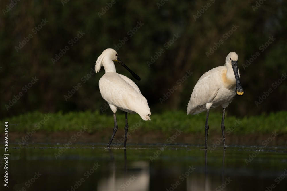 Fototapeta premium Eurasian spoonbill (Platalea leucorodia)