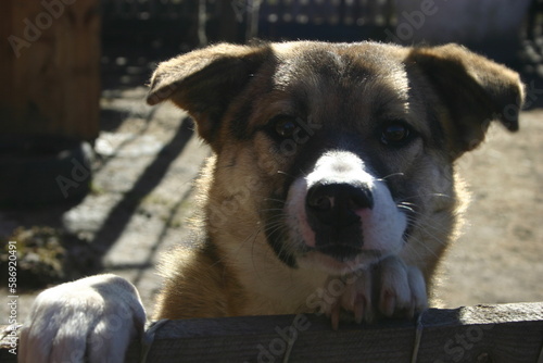 portrait of a dog