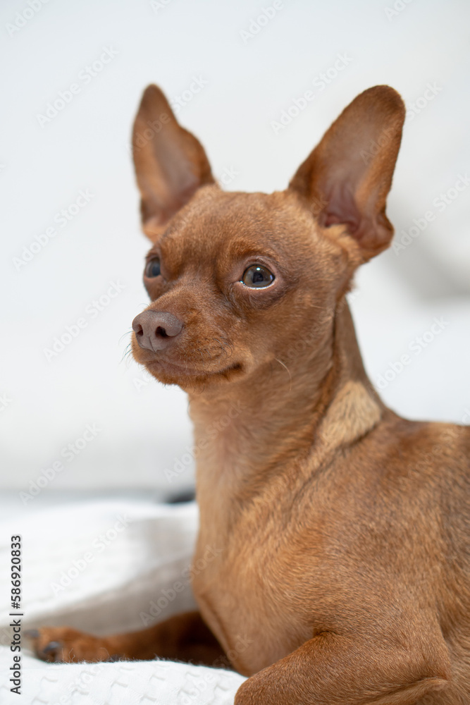 small brown dog portrait. Pets