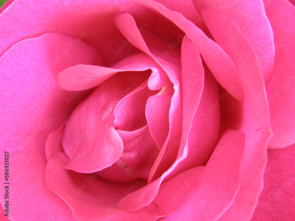 Beautiful red rose flower, very close up as a background or texture Beautiful red rose flower, very close up as a background or texture