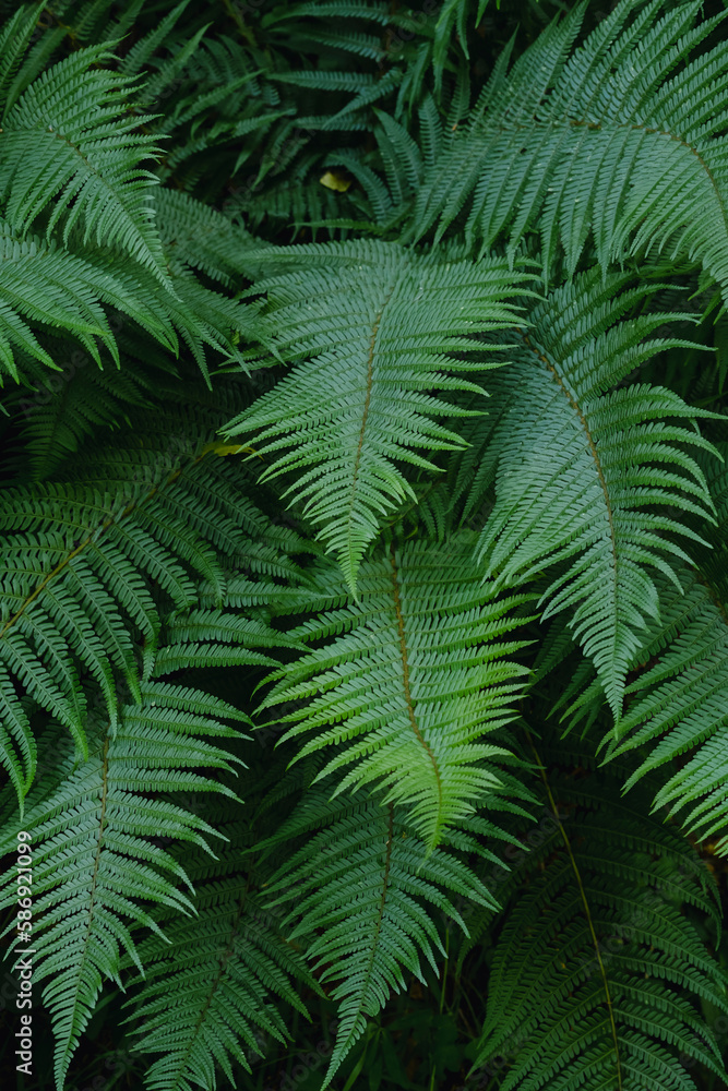 Male fern green fronds