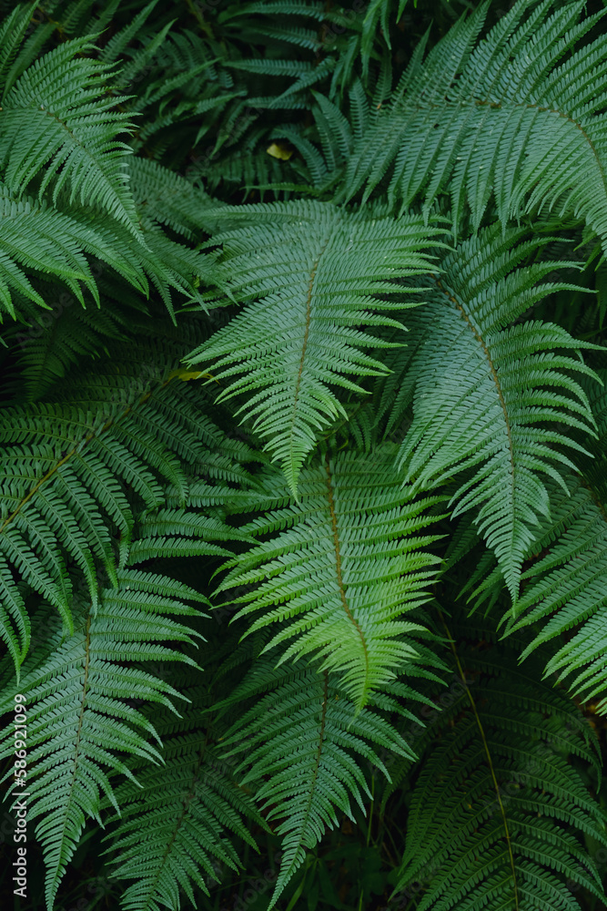 Male fern green fronds Male fern green fronds