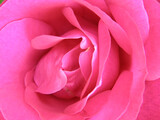 Beautiful red rose flower, very close up as a background or texture
