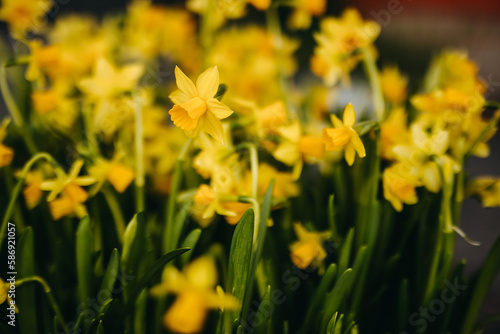 Yellow daffodil flowers growing in a garden, shallow depth of field.