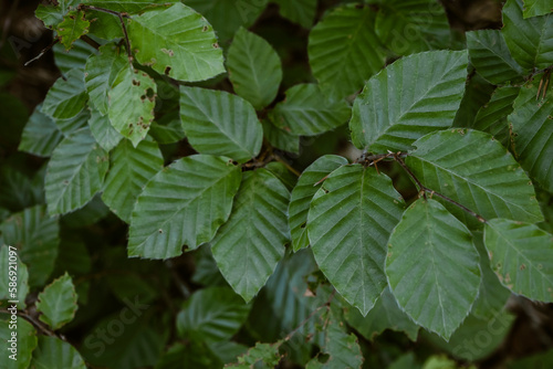 Fagus sylvatica green leaves