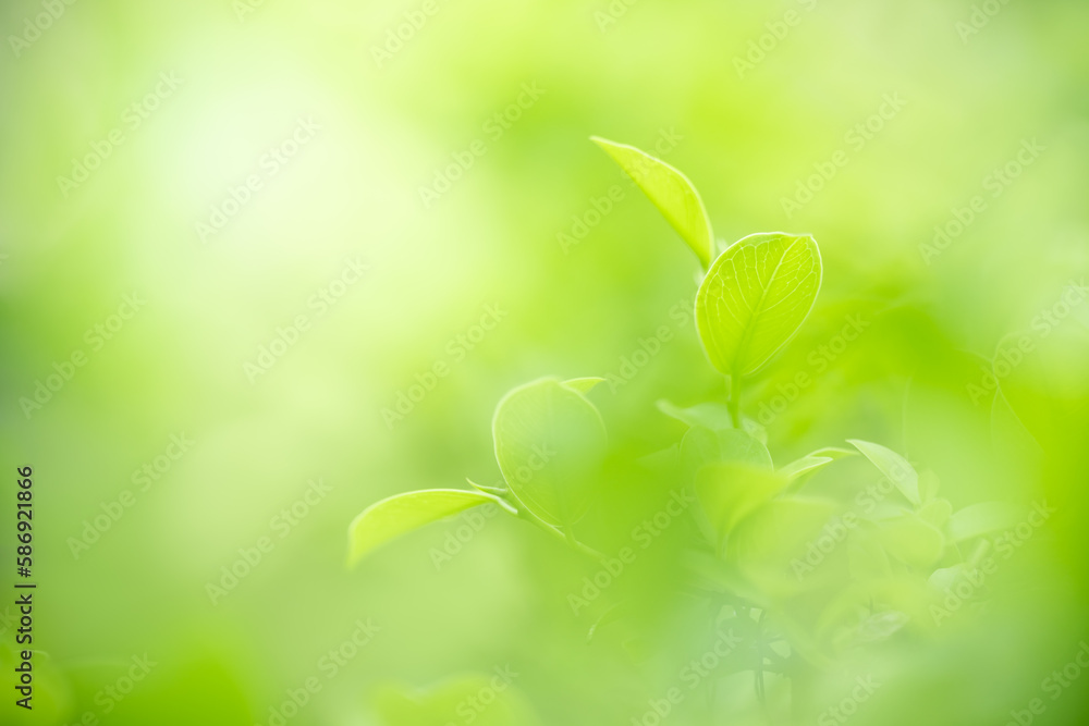 Natural green leaf texture with sun light use for nature background wallpaper cover page Natural green leaf texture with sun light use for nature background wallpaper cover page