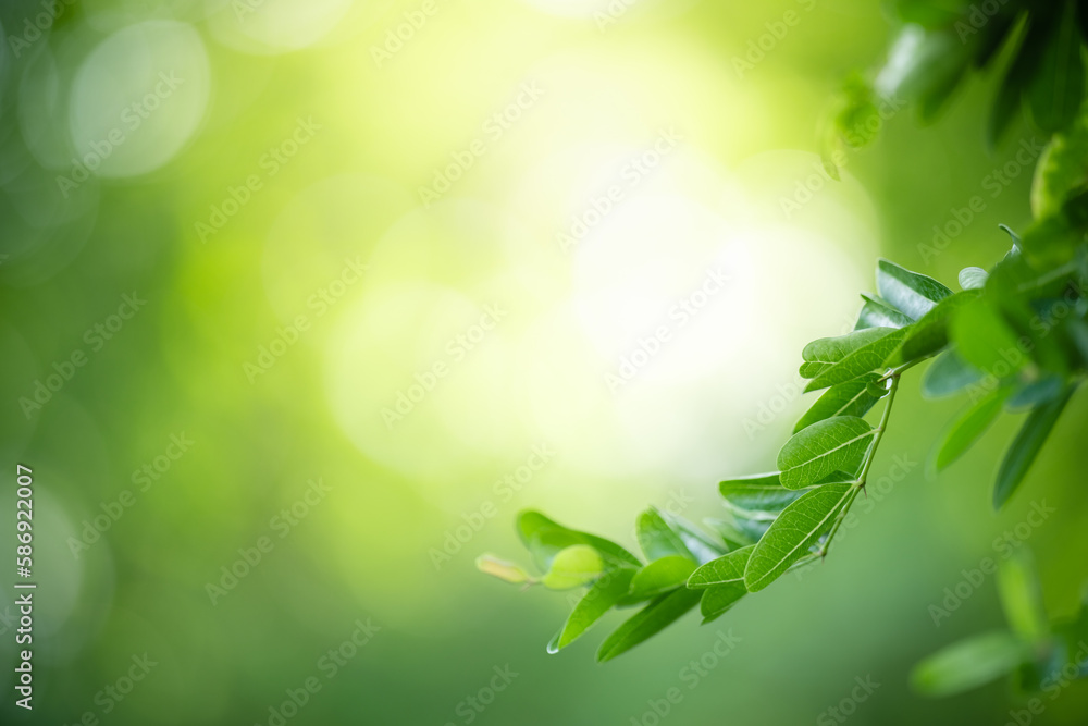 Natural green leaf texture with sun light use for nature background wallpaper cover page Natural green leaf texture with sun light use for nature background wallpaper cover page