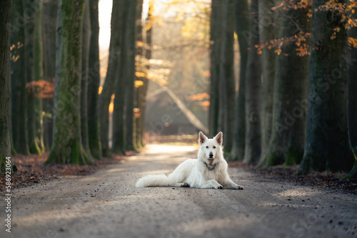 dog in the forest  going for a walk  portrait of a white dog  white wolf  Swiss shepherd