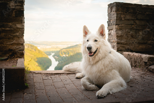 Swiss shepherd chilling with a view, portrait of a white dog, white wolf, Swiss shepherd photo