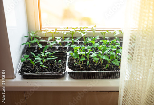 Growing vegetables on the windowsill at home, young tomatoes in pots on the window. Healthy seedlings, hobby gardening.