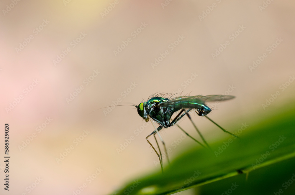 small flying insect in leaf small flying insect in leaf