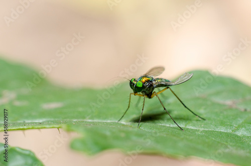 small flying insect in leaf