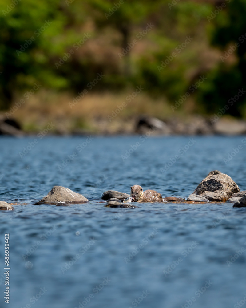 Smooth coated otter or Lutrogale perspicillata eating fish after hunting in ramganga river water at dhikala zone of jim corbett national park forest uttarakhand india asia