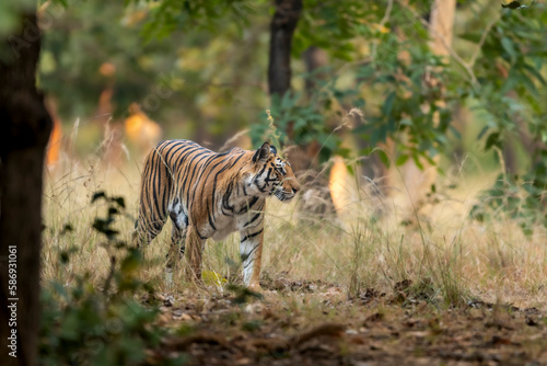 wild bengal female tiger or panthera tigris tigris on prowl in morning for territory marking in natural scenic background at pench national park forest or tiger reserve madhya pradesh india asia