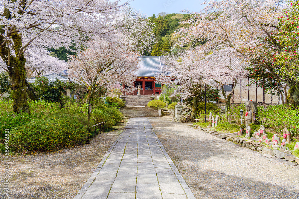 【奈良県】大和郡山市 矢田寺(金剛山寺) (2023/03/27撮影) 【奈良県】大和郡山市 矢田寺(金剛山寺) (2023/03/27撮影)