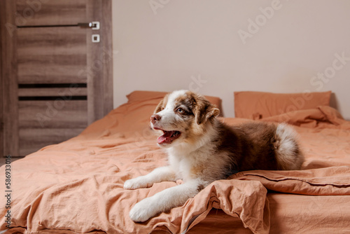 Cute Aussie puppy naps cozily on a bed. Life with dog. Puppy time. Sleeping with dog. Pet at home