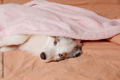 Cozy canine naptime. Aussie dog snuggles up under a warm plaid on a comfy bed. Pet-lovers, relaxation-themed content. Australian shepherd dog. Miniature American Shepherd dog breed