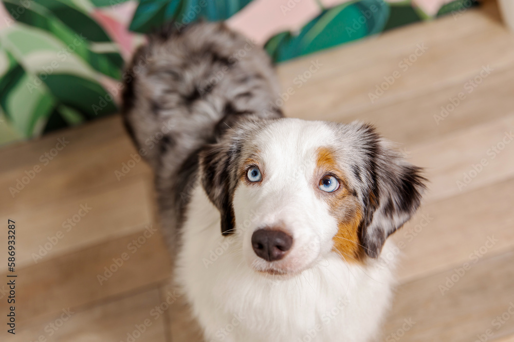 Miniature American Shepherd dog at home, surrounded by cozy furnishings and warm lighting, creating a charming domestic scene Miniature American Shepherd dog at home, surrounded by cozy furnishings and warm lighting, creating a charming domestic scene
