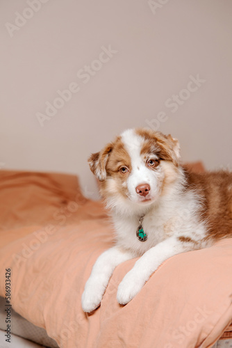 Cute Aussie puppy naps cozily on a bed. Life with dog. Puppy time. Sleeping with dog. Pet at home
