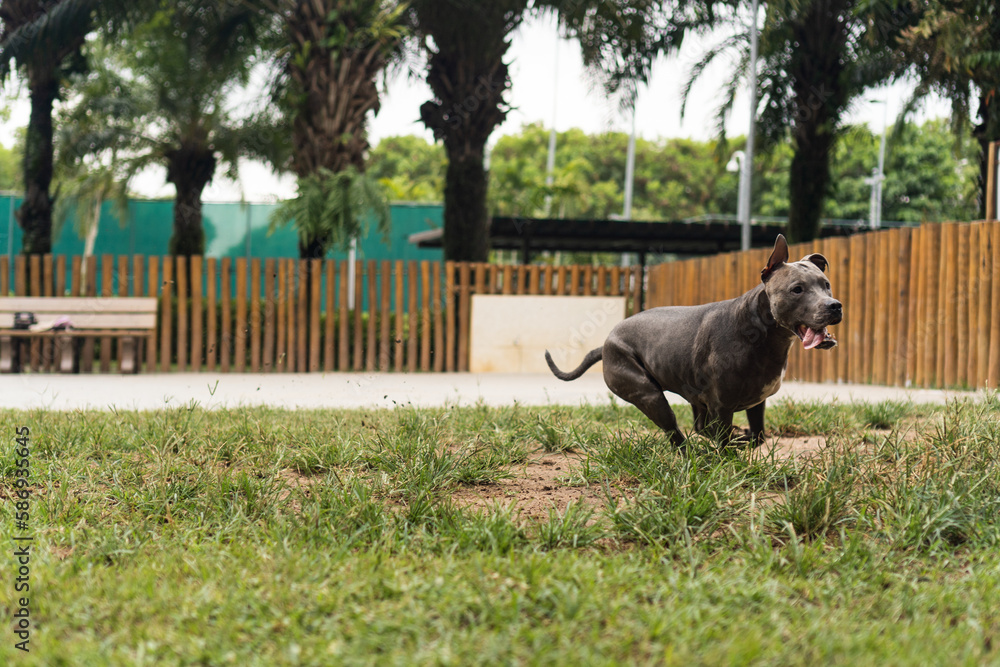 Obraz premium Blue nose Pit bull dog playing with ball and having fun in the park at cloudy day. Selective focus