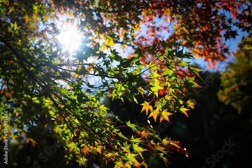紅葉と後ろから降り注ぐ太陽の光 © FUTUREWALKER