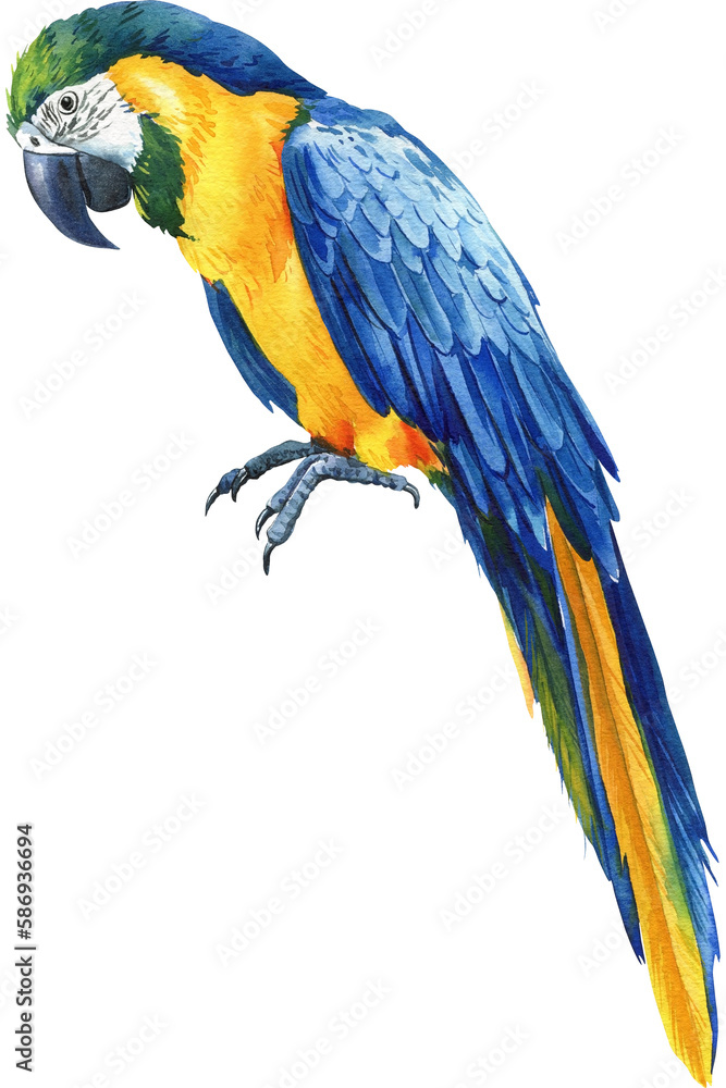 Watercolor tropical blue bird, Parrot on an isolated white background,, hand drawing macaw