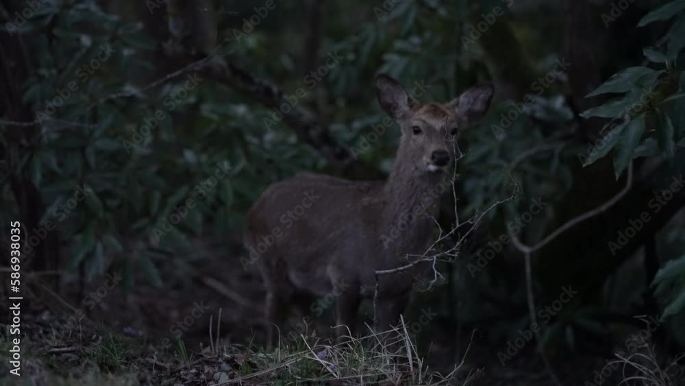 野生のシカ
