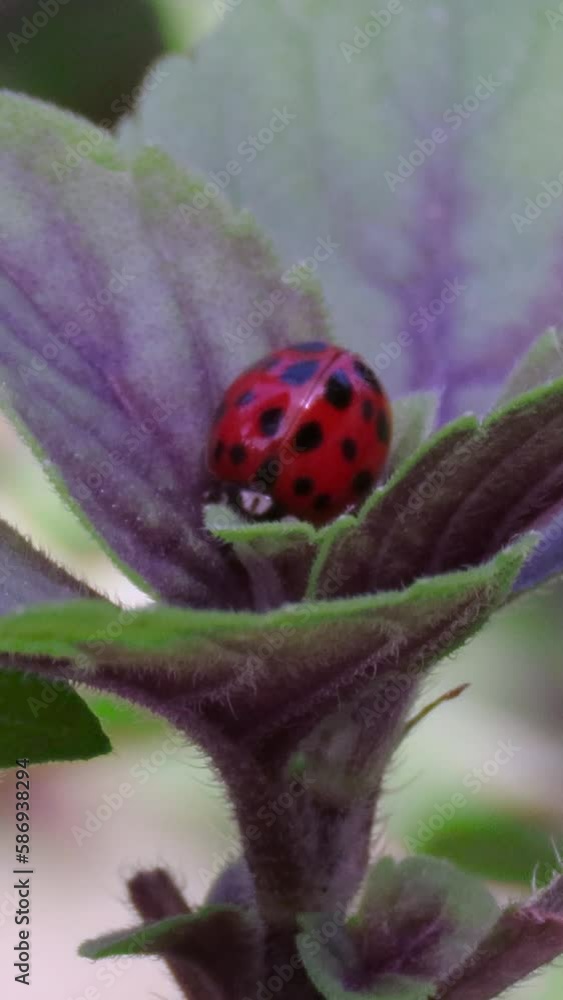 A ladybug sleeps snuggled in basil leaves. A ladybug sleeps snuggled in basil leaves.