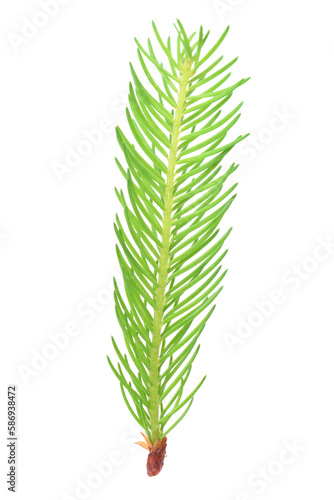 Sprig of spruce on a white background