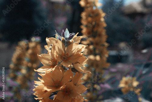 autumn leaves in the forest