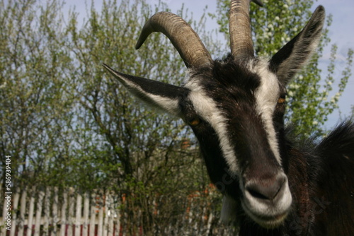 portrait of a goat