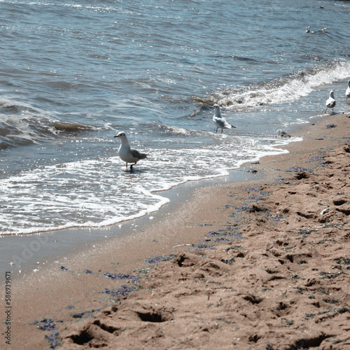 seagull on the beach