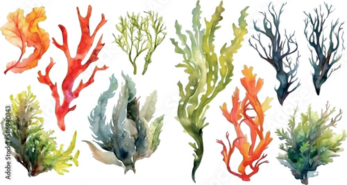 Set of vector watercolor seaweed and corals isolated on white. Sea theme, design element, decoration of water entertainment places, parks, beaches.