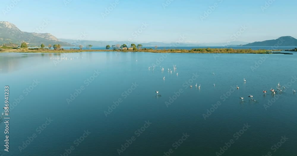 Flock Pink flamingos flies over surface of sea in Greece Aerial view stand in panorama calm blue water in early morning at dawn. Wild animals in wildlife. Nature. Bright birds in national park Flock Pink flamingos flies over surface of sea in Greece Aerial view stand in panorama calm blue water in early morning at dawn. Wild animals in wildlife. Nature. Bright birds in national park