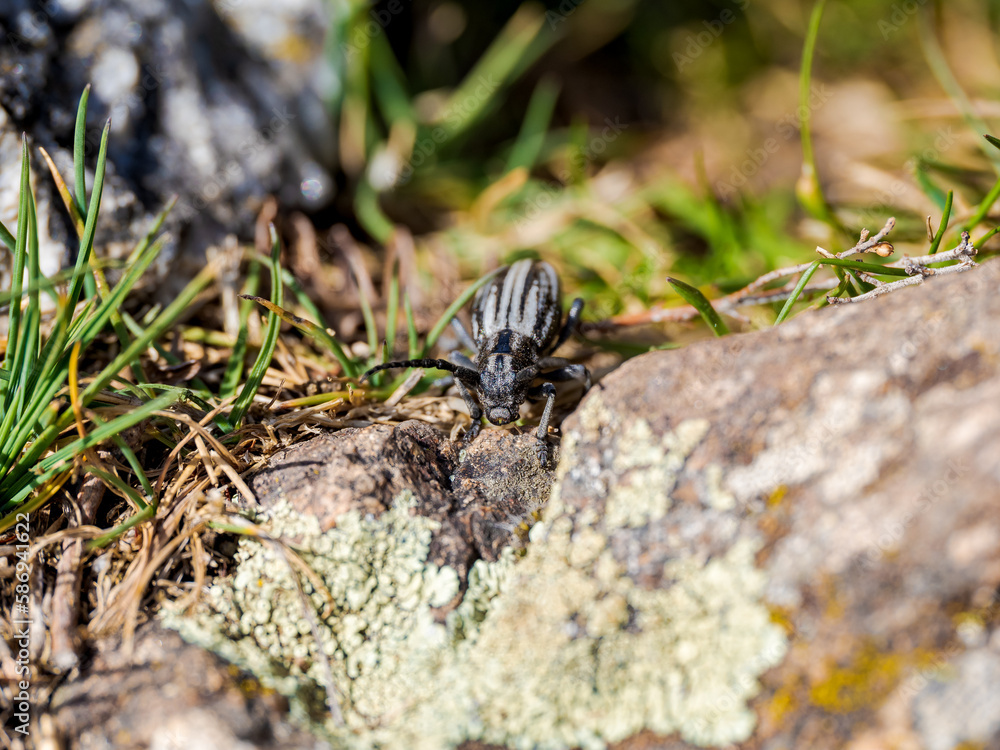 Primer plano de insecto en el bosque