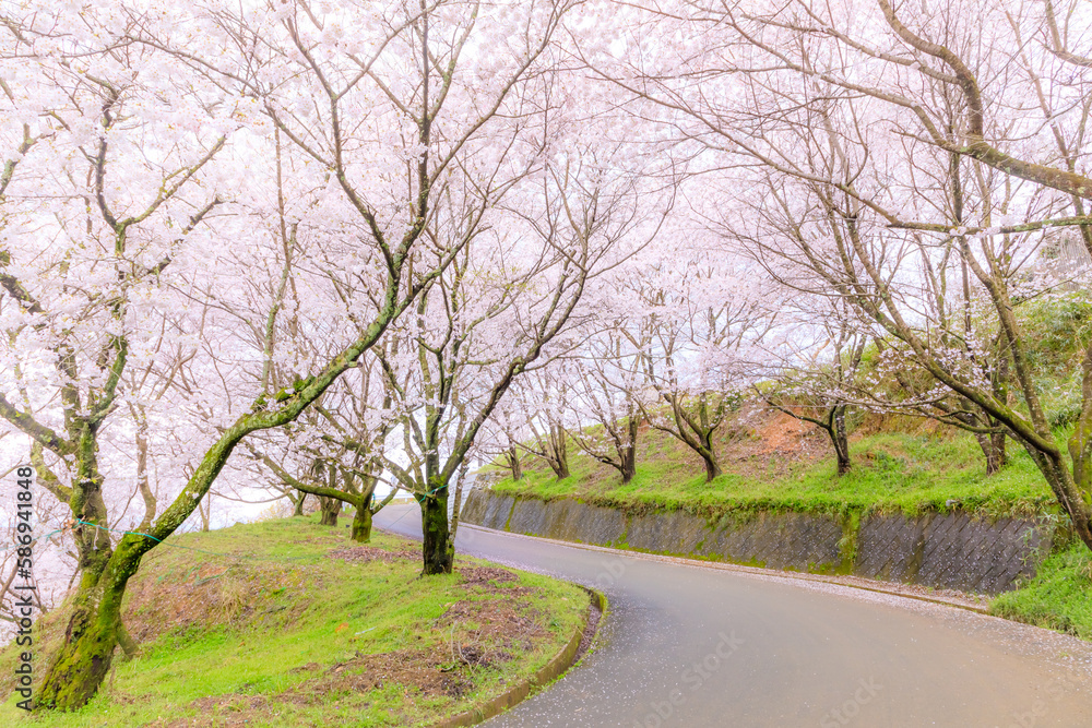 夕月神社へと続く道の桜並木 福岡県朝倉市 Row of cherry blossom trees on the road leading to Yuzuki Shrine. Fukuoka Pref, Asakura city. 夕月神社へと続く道の桜並木 福岡県朝倉市 Row of cherry blossom trees on the road leading to Yuzuki Shrine. Fukuoka Pref, Asakura city.