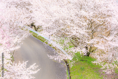 夕月神社へと続く道の桜並木 福岡県朝倉市 Row of cherry blossom trees on the road leading to Yuzuki Shrine. Fukuoka Pref, Asakura city.