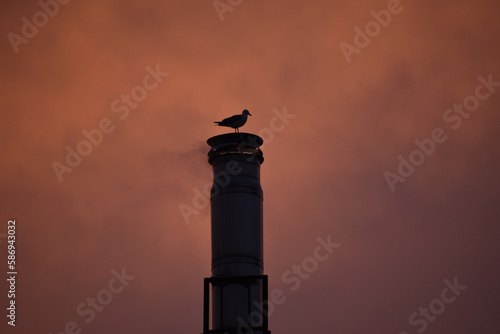 Seagull standing on a chimney