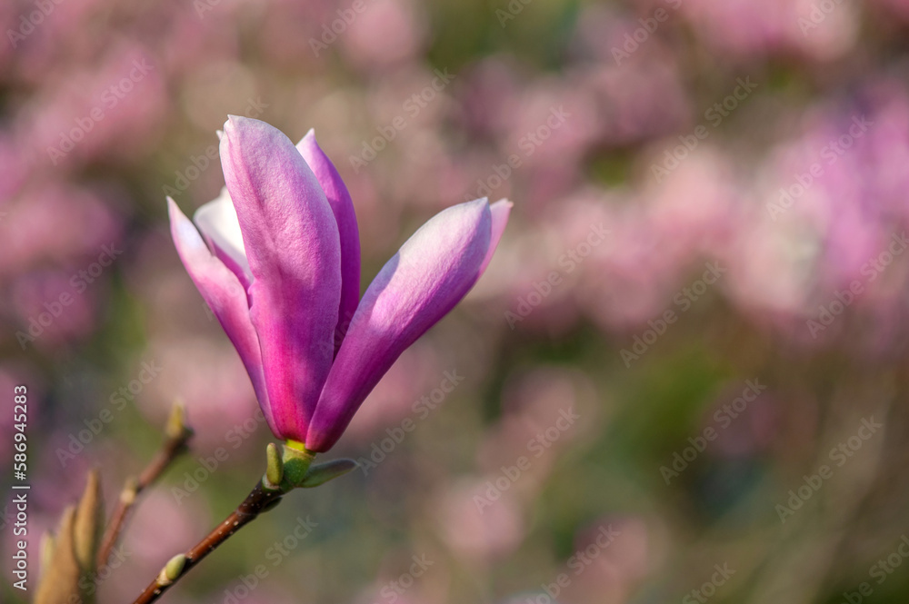 Fototapeta premium Pink magnolia semi opened bud against the blooming trees background
