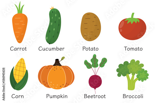 Vegetables collection in cartoon style. Healthy food set or poster with vegetables and their names. Great for recipes, cookbook and vegan prints. Pumpkin, corn, tomato and other. Vector illustration