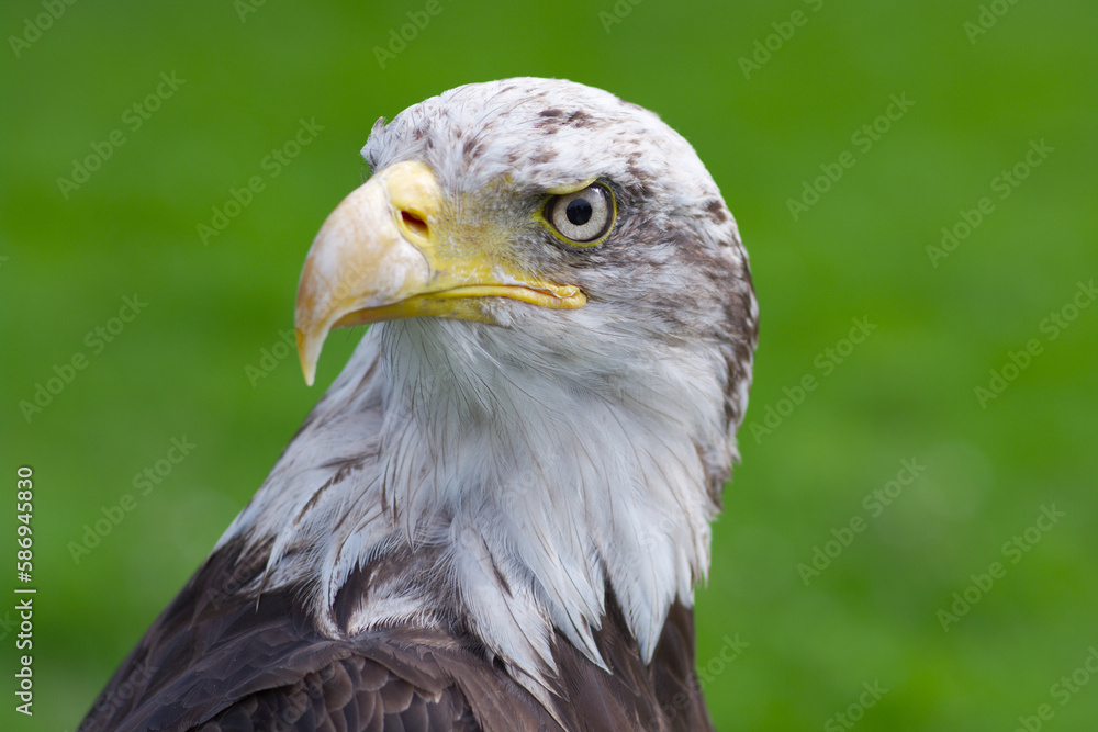 Fototapeta premium head of american bald eagle