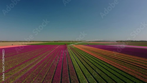 Tulips in in a field during a spring sunset. Drone point of view from above. Flowers are one of the main export products in the Netherlands and especially tulips and tulip bulbs.