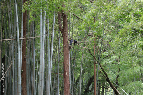 bamboo in the woods photo