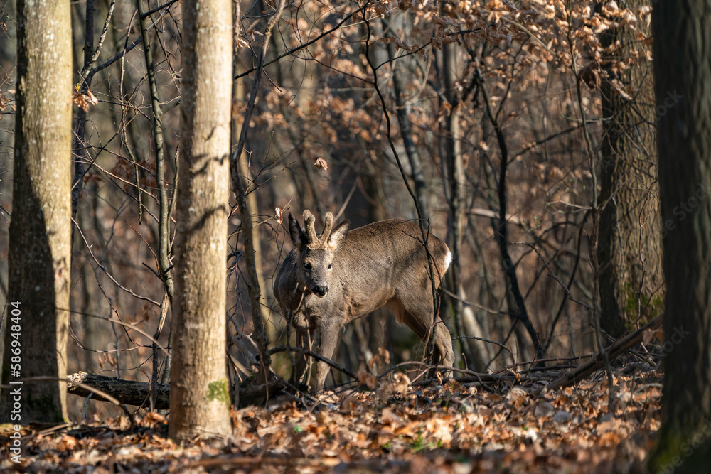 Naklejka premium Rehbock im Wald, in alle Ruhe