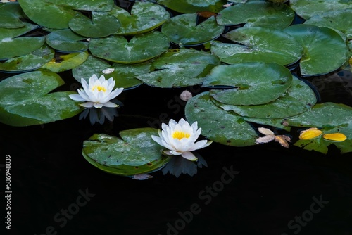 white water lilies