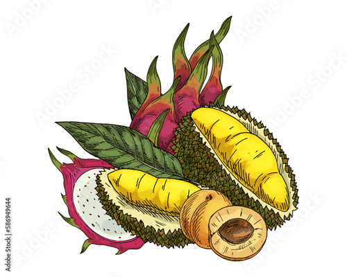 Druian, apricot, pitaya or dragon fruit sketch. Vector image of durio and pitahaya fetus. Cartoon drawn dessert food. Vegan and vegetarian meal. Vitamin nutrient and healthy nutrition grocery. Exotic